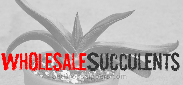 Succulents Wholesalers